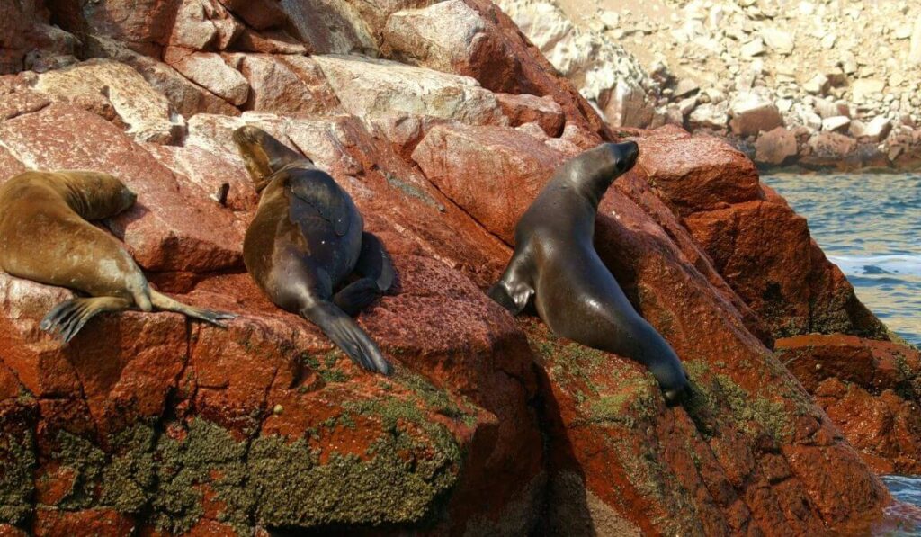 The Ballestas Islands