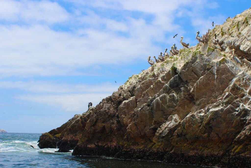 la fauna delle isole ballestas