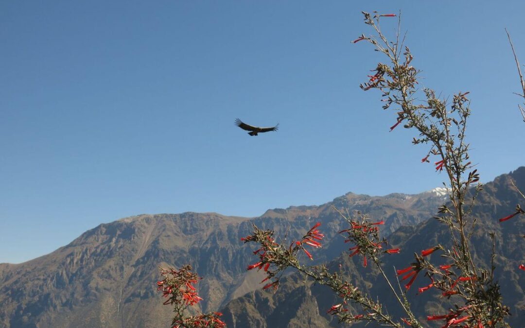 Le Aree naturali per il birdwatching