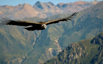 Canyon del Colca